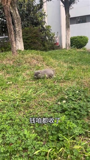 Cute Dwarf Cat Returns Solo: Watch This Heartwarming Reunion