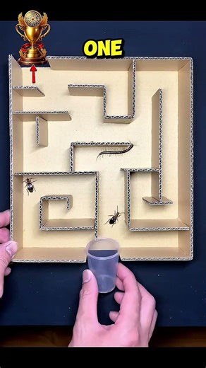 Centipede vs Beetle 🐛🔥 Who Escapes the Maze First?!