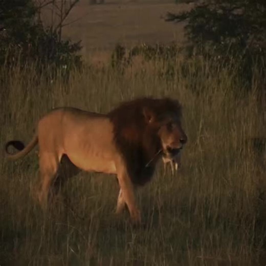 Discover the Lion Majesty in Kenya's Maasai Mara