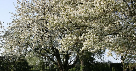 Einen Kirschbaum schneiden: So wird’s gemacht