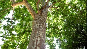 Tree crown and spotted bark of platanus orientalis. Tilted up view of beautiful tree growing in botanical garden in Madrid. Spain. 4K