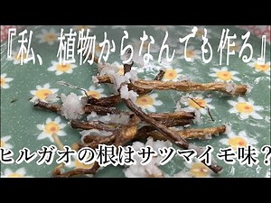 サバイバル上級者でも知らない！？ヒルガオの根の食べ方｜味はサツマイモでしょ
