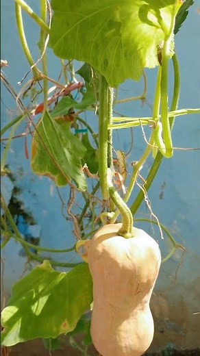 Tanam Labu Madu #ketahananpangan #sayuransegar #kebunsayurorganik