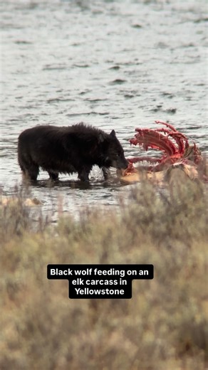 Andrea Baratte | A black wolf on an elk carcass in Yellowstone . Incredible wolf activity — I caught the tail end of the action but still got to watch... | Instagram