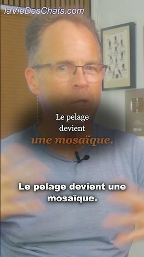 Dans chaque cellule de cette chatte, un secret #chatroux #lyonisation #génétique #laviedeschats