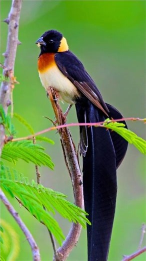 Bird Songs | Colorful Birds | Exotic Bird Colors | Natural Bird Sounds