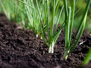 How To Grow Spring Onion - Bunnings New Zealand