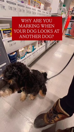 👉 This actually scientifically called counter conditioning. Counterconditioning changes your dog’s emotional response to a trigger through predictable pairing. When the trigger appears and high-value food follows every single time, the brain begins to shift from a fear response to a positive one. This is classical conditioning-we’re not asking for obedience; we’re changing the underlying emotion and training their brain to look at you and disengage from triggers. #DogTraining #ReactiveDog #Coun