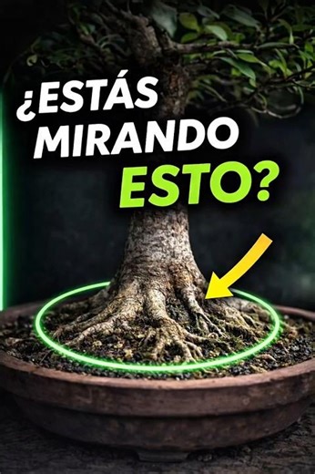 El error que arruina el NEBARI (y tu bonsái) #plantas #winatabonsai #jardin #yatabonsai