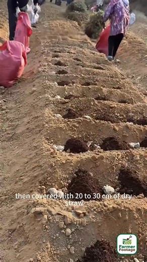 Techniques for growing ginger using hay mulch | Vibes & Verses