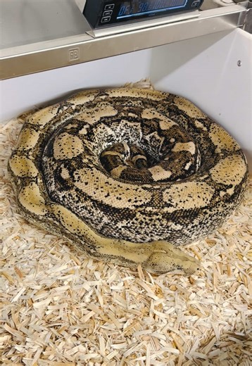 Gravid female Anery Arabesque het BEA. Oh yes ❄️ #snakecountry #aneryarabesqueboa #aneryarabesque #arabesqueanery #arabesqueboa