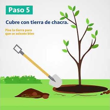 Aprende cómo plantar un árbol