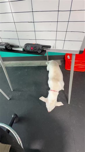 The cacophony of 24 dogs loose at day training. | Harmony Canine