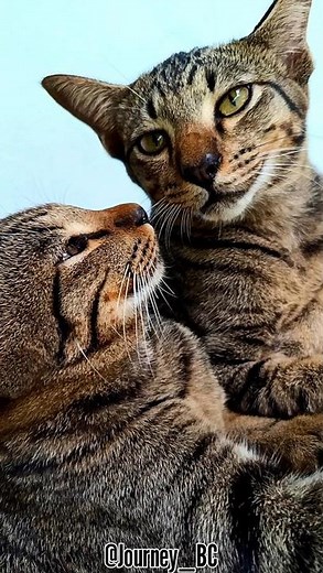 💕Twin cats🐱😸💕#shortsfeed #twincat #shorts