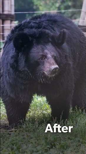Rescued moon bear Gillian before and after