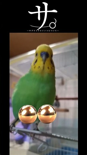 サ。-サブリミナルインコについて-