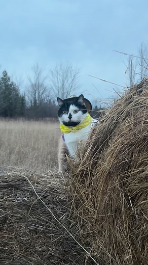 13K views · 5.8K reactions | Meowdy purrtners. School bus infraction 類 If you’re a fan of Jack Spicer’s kitty cat cowboy content please consider subscribing or joining his Patreon linked in bio  everything helps ❤️ #cat #cats #catlover #catsofinstagram #catlovers #cats_of_instagram #kittycat #tuxedocat #kitty #catlife | Aaron Apps | Facebook