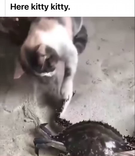 #herekittykittykitty #ithoughtisawapuddycat #catslife #fyp #ouchie #whostheclownnow #wtf