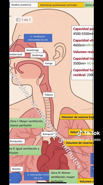 Anatomía y fisiología del aparato respiratorio #UCIA #UTI #UTIA #respiratorio #zonasdewest #capacidadespulmonares #adultoenestadocritico #terapiaintensiva #ventilacionmecanica https://fisiologia.facmed.unam.mx/index.php/mecanica-de-la-ventilacion-pulmonar-espirometria/