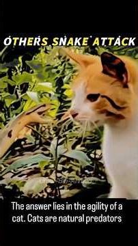 Others snake attack vs last one #funny #cat #funnycats
