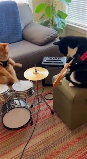 This Cat Band Goes HARD 😭🔥 #funny #wildlife