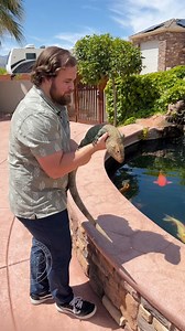 Throwback to our first viral reptile video! Caiman lizards are incredible swimmers, but watching mine glide through the koi pond is next-level. Their bright colors, powerful tail, and semi-aquatic nature make them one of the most unique reptiles on the planet. Would you let one swim in your pond? Follow ColdBloodedScience for more rare reptiles, behind-the-scenes care, and daily wildlife moments. #reptilelover #animalswimming #caimanlizard #wildlifevideos #reptilelife #exoticpets #animallovers #