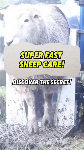 Revolutionary Device Treats Thousands of Sheep in Just One Hour!
