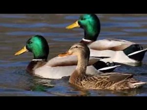 La Danse Des Canards – J.J Lionel