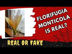 Florifugia Monticola Real or Fake | Florifugia Monticola Reality | Florifugia Monticola Real Video