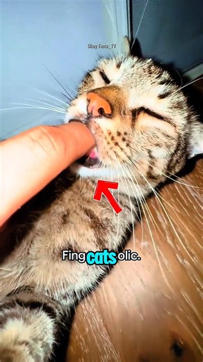 Why Cats Act Like Babies Around You❗ 🍼🐱 #shorts