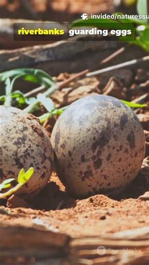 The Long Nosed Guardian of the River: Inside the Life of a Gharial