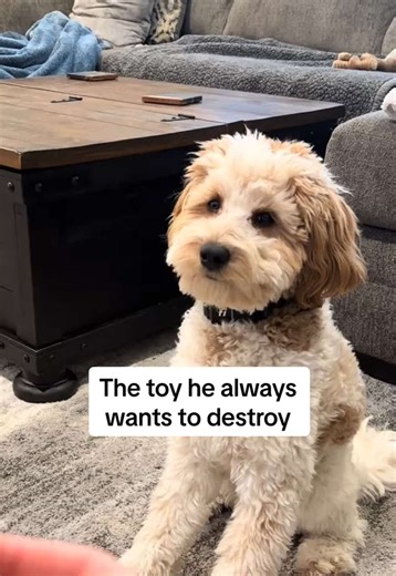 Him and his hot dog toy have some serious beef…🌭😤 #cavapoo #dogsoftiktok #pethumor