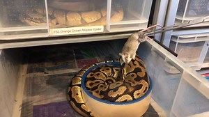 Part 2 of 3 Adult Royals Feeding Videos 👍 | D & Jo's Ball Pythons