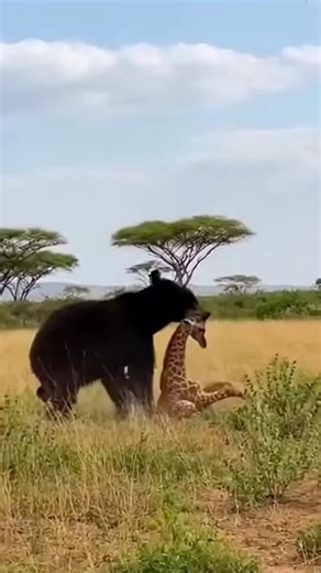 Mother Giraffe Protects Her Baby from a Bear