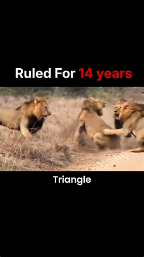 RIP Scarface The True Lion King