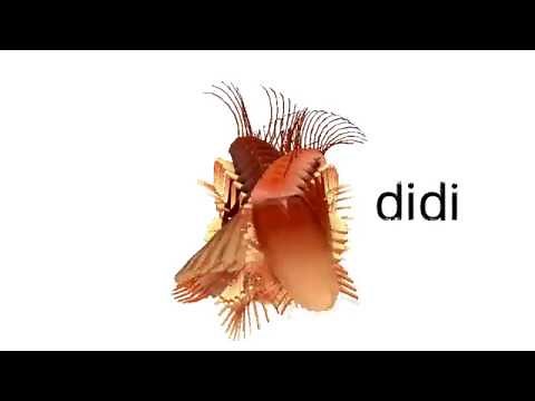 Dancing Cockroach Long Version Lyrics