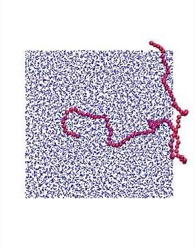 Simulation of a linear polymer chain in water