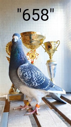 1.8K views · 4.5K reactions | 658" my Special Bird merathon Line #merathoneline #pigeon #racingpigeons #pigeonracing #racer #racerkabootar | Topflight Racing Pigeon Loft | Facebook