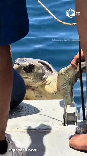 Rescatan a tortuga marina atrapada en basura 🐢🌊