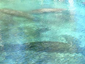 FWC approves new manatee zones for Pinellas