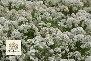100 Pearly Everlasting Seeds – Anaphalis Margaritacea – Native Perennial White Flowers - Etsy