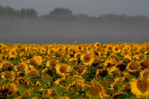 Why Sunflowers in These Videos Don't Face the Sun