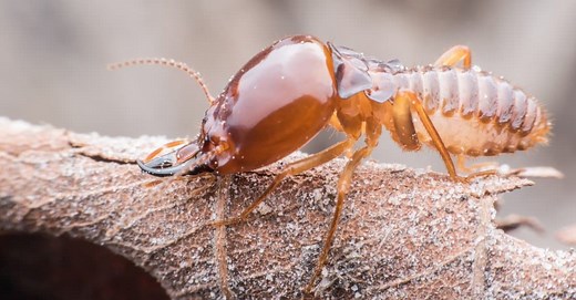 What Do Termites Eat? 10  Foods They Feed On