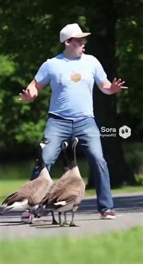 Man gets attacked by geese 🏃🦆#man #running #attack #geese