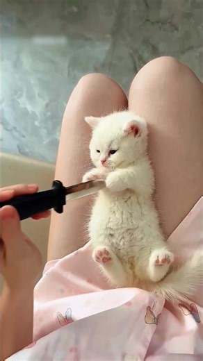 Cutest Kitten Moments #cat