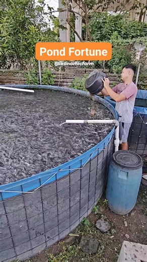 11K views · 183 reactions | A step-by-step guide to catfish farming for beginners. Ready to be a professional farmer #CatfishFarming #CatfishFarmer #CatfishLife #GrowEveryDay #SelfImprovement #MindsetMatters #fyp #viral | Bhara Pratama | Facebook
