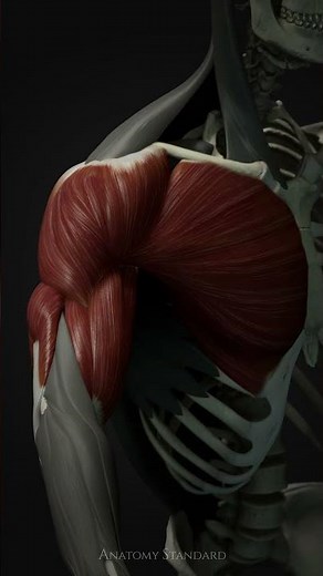 Upper arm muscles preview