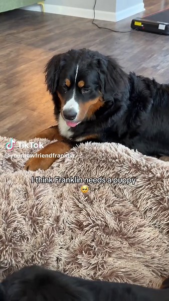 My heart can’t handle 😭😭😭❤️ #bernesemountaindog #dogsoftiktok