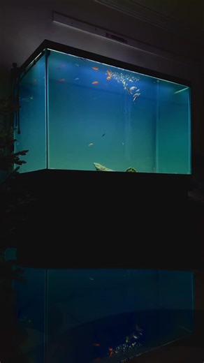 This 150 gallon fish tank is AMAZING😳🤙🏽 #fishkeeping #fishaquarium #fishtank