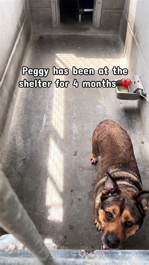 Peggy A2250558 has been at North Central Animal Shelter in Los Angeles since the beginning of January, despite being dog friendly, people friendly and the most charming potato you could imagine. She’s a level 1 dog which means she’s so gentle and loving that she helps train new volunteers who may be nervous or anxious working with dogs. She has graduated from multiple K9 youth alliance classes, so has several tricks up her sleeve and loves to learn and be trained! Volunteers hearts are breaking 